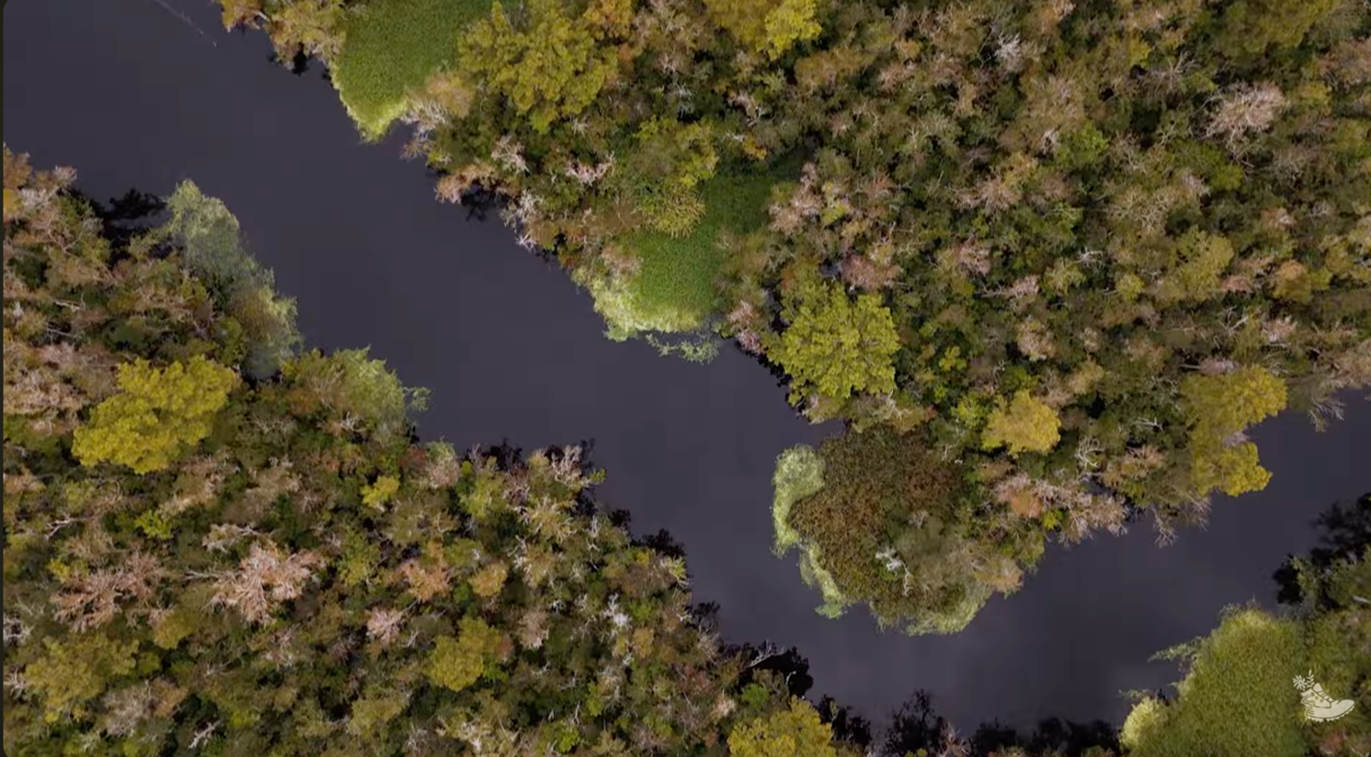 A dense forest of varying shades of green borders a dark, winding river.