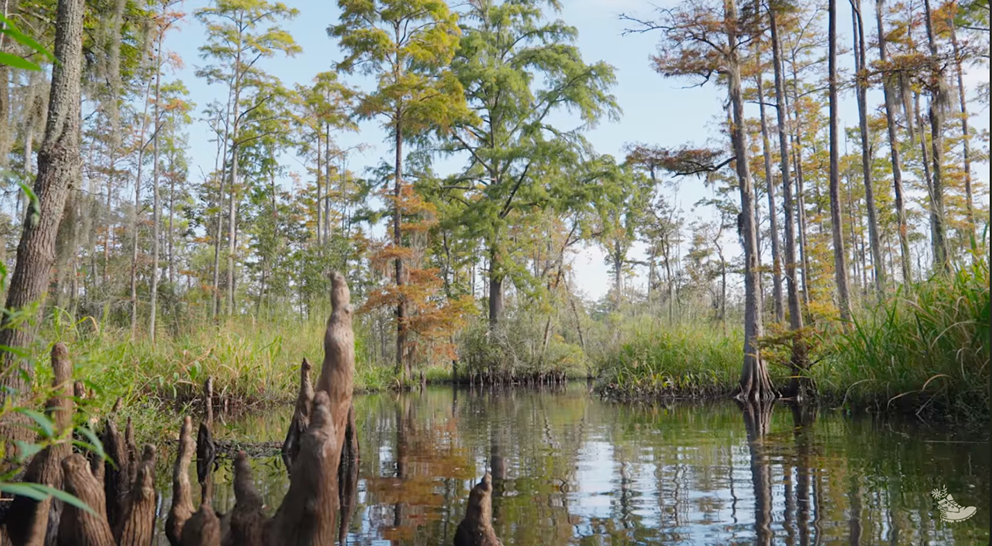 Ground-level view of a wetland, with cypress tree roots popping out of the water in the foreground, water in the midground, and grasses and tress in the background.