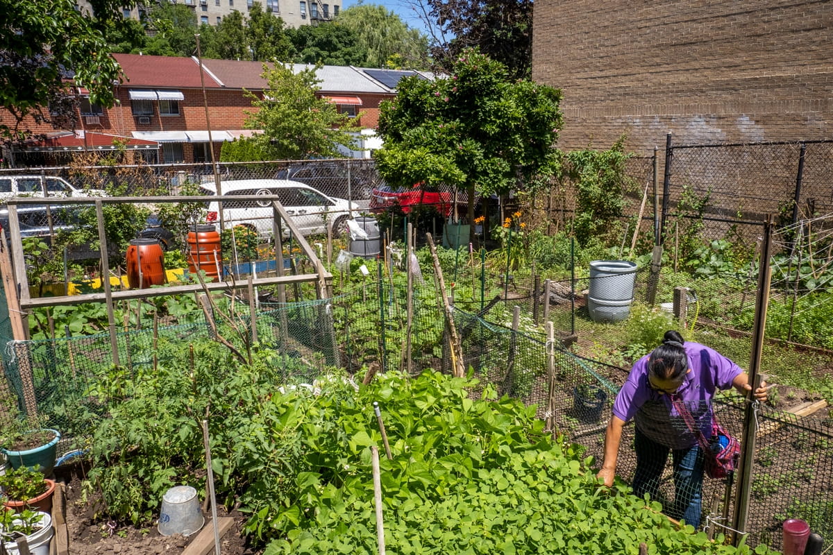 A person bends over a garden bed amidst many other, flourishing garden beds, with large buildings in the background.