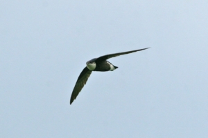 a flying white-throated needletail